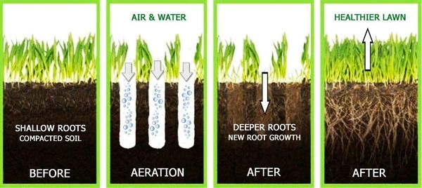 lawn core aerator rental helps your lawn